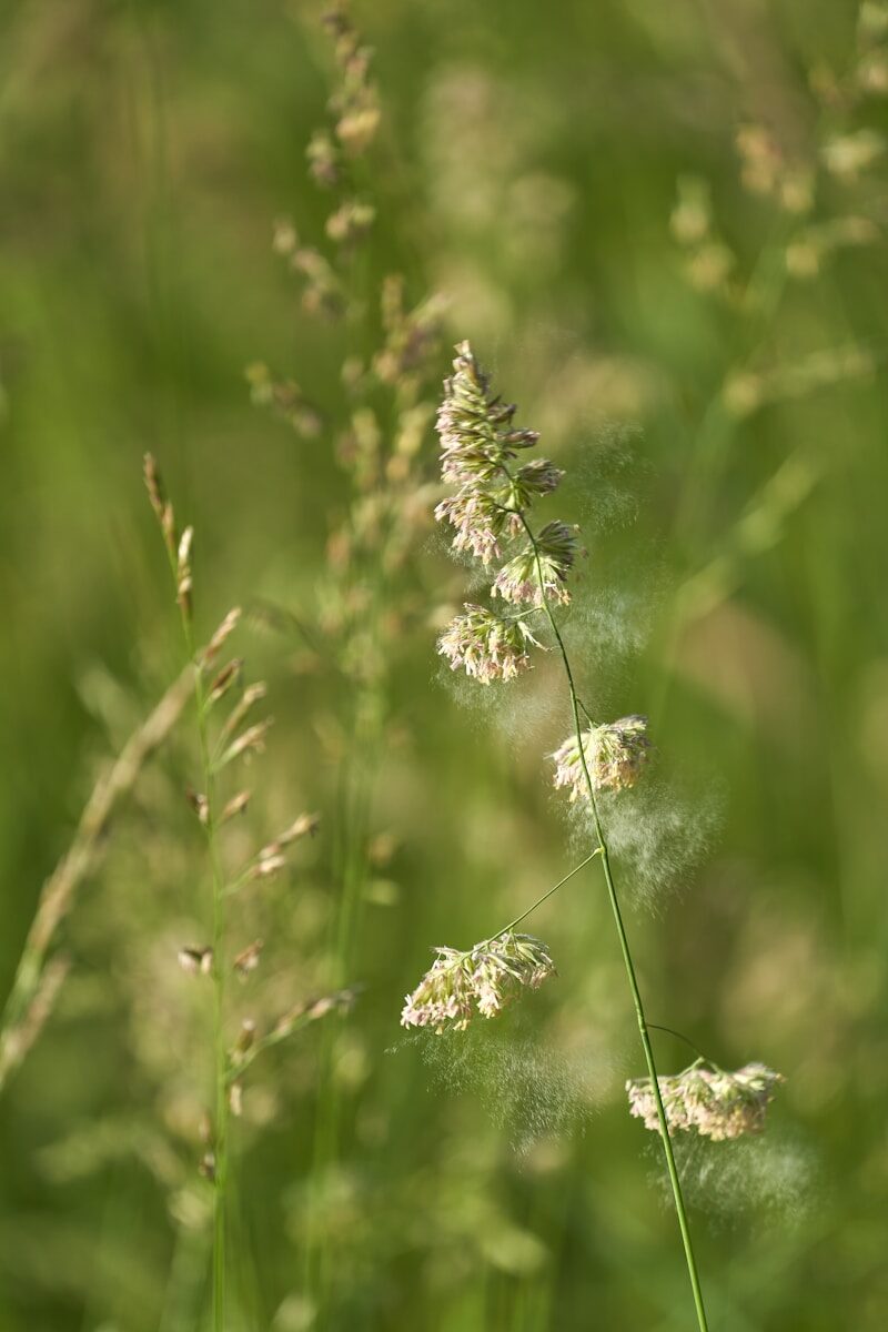 Primavera nel Lazio: perché l’Agro Pontino è un caso unico per chi soffre di allergie